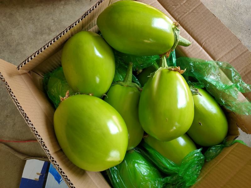【牛商推荐】青茄子承接全国订单品质保证价优欢迎咨询