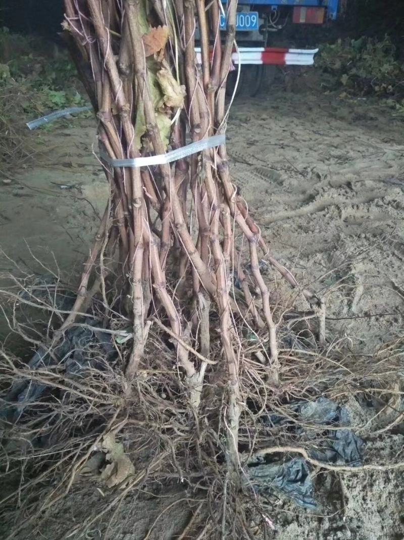 黑芭拉多葡萄苗基地直销量大优惠保质保量死苗补发