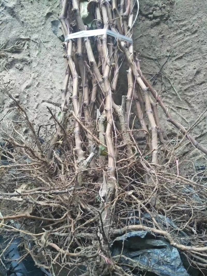 黑芭拉多葡萄苗基地直销量大优惠保质保量死苗补发