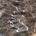 黑芭拉多葡萄苗基地直销量大优惠保质保量死苗补发