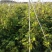 黑芭拉多葡萄苗基地直销量大优惠保质保量死苗补发