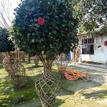 基地直销造型茶花，茶花花瓶，保质保量，规格齐全