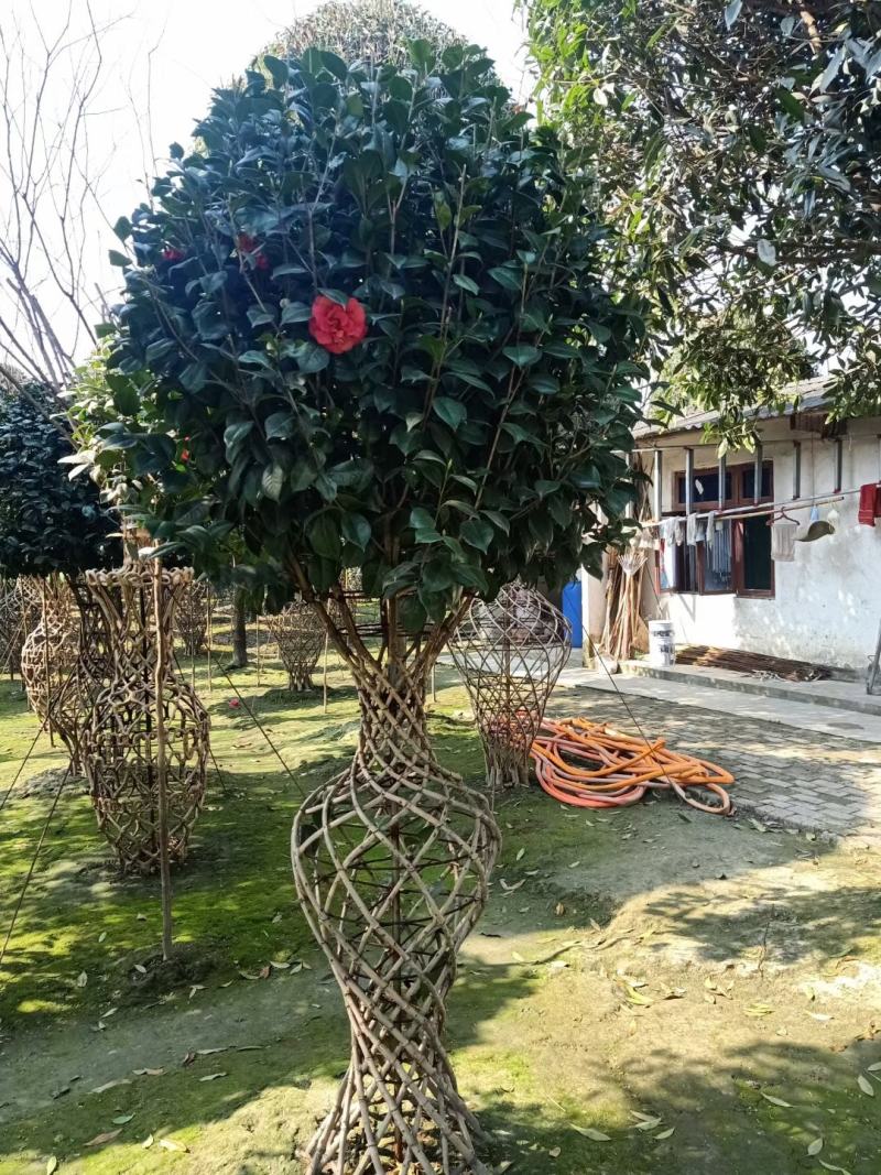 基地直销造型茶花，茶花花瓶，保质保量，规格齐全