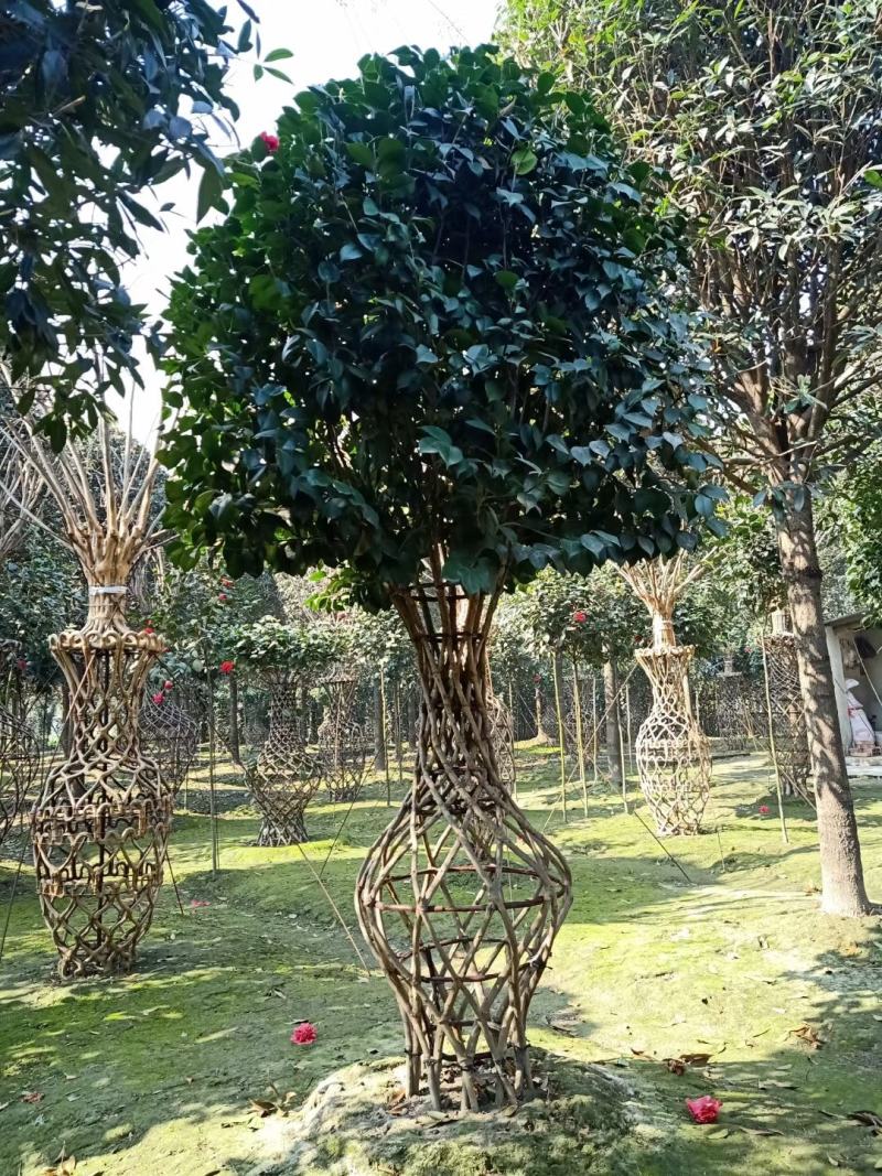 基地直销造型茶花，茶花花瓶，保质保量，规格齐全