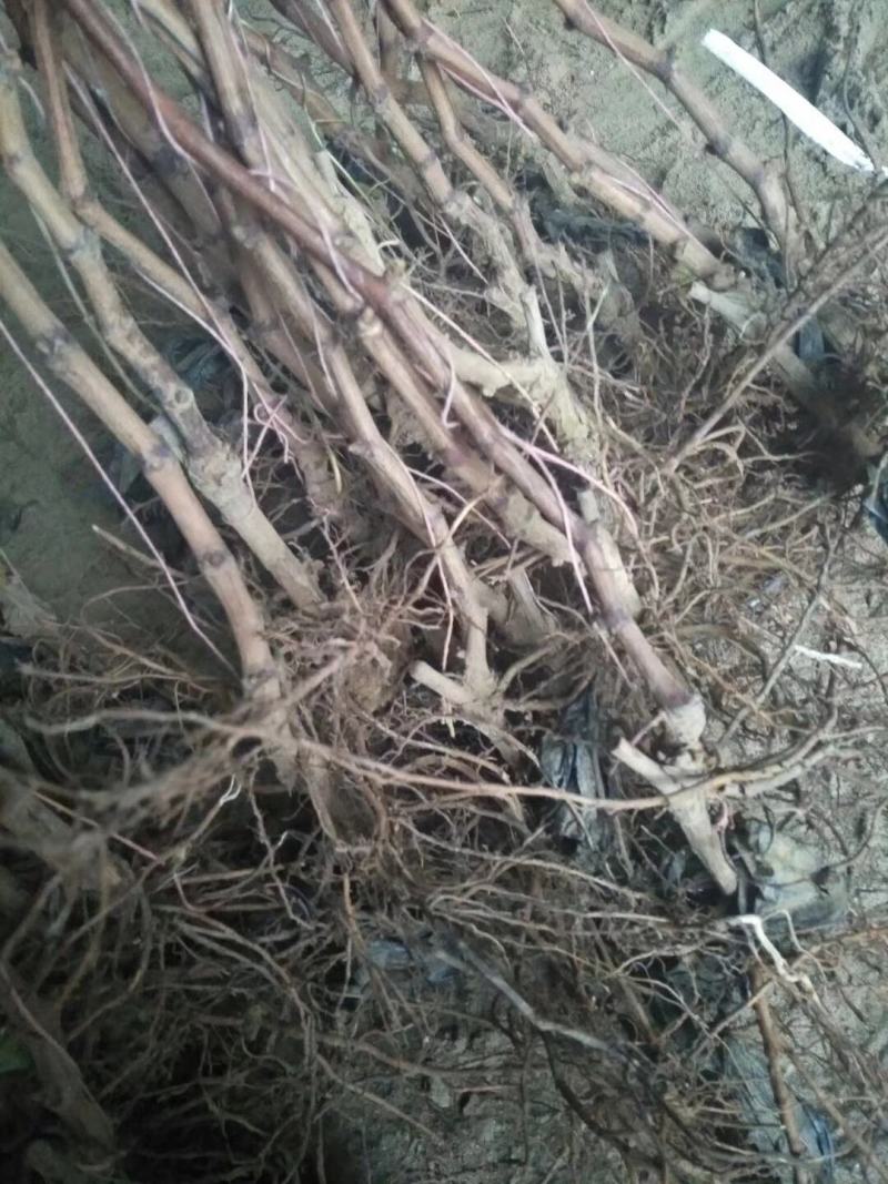 克伦生葡萄苗基地直销量大优惠诚信店铺死苗补发