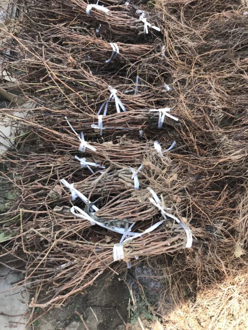克伦生葡萄苗基地直销量大优惠诚信店铺死苗补发