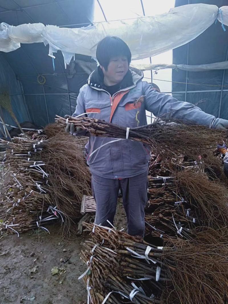 巨峰葡萄苗基地直销诚信商家保质保量死苗补发