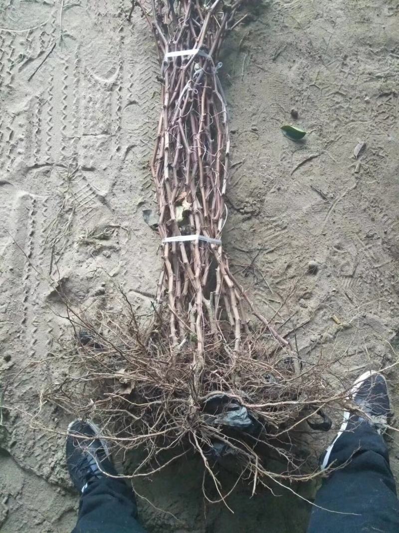 红提葡萄苗基地直销保质保量量大优惠死苗补发