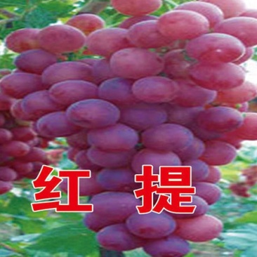 红提葡萄苗基地直销保质保量量大优惠死苗补发