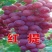 红提葡萄苗基地直销保质保量量大优惠死苗补发