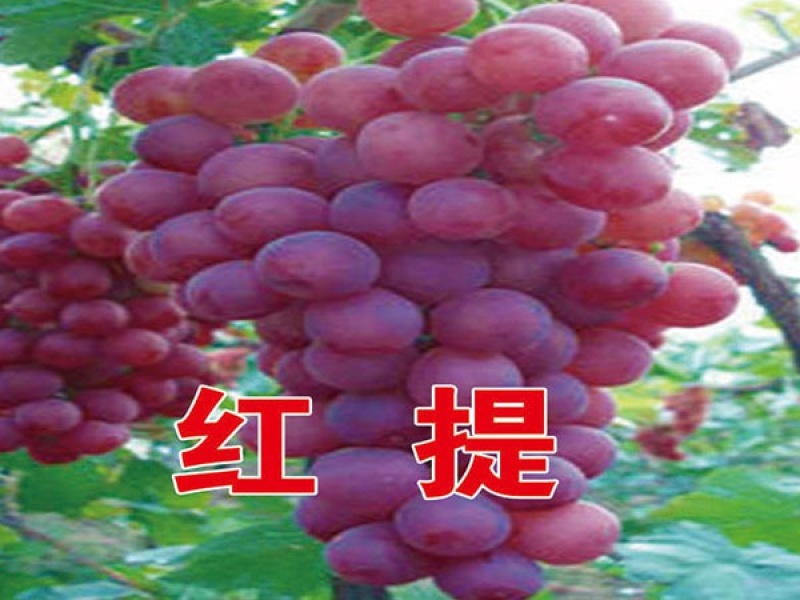红提葡萄苗基地直销保质保量量大优惠死苗补发