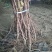 红提葡萄苗基地直销保质保量量大优惠死苗补发