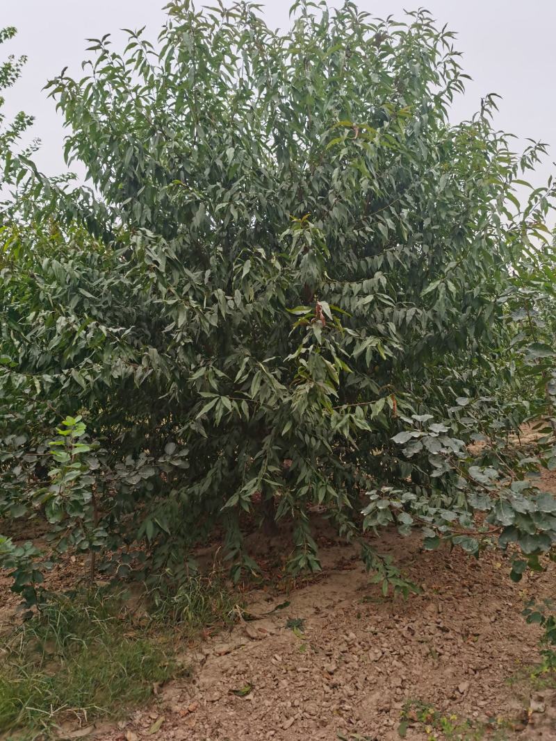 碧桃，红叶碧桃，菊花碧桃，龙珠碧桃，绿叶碧桃