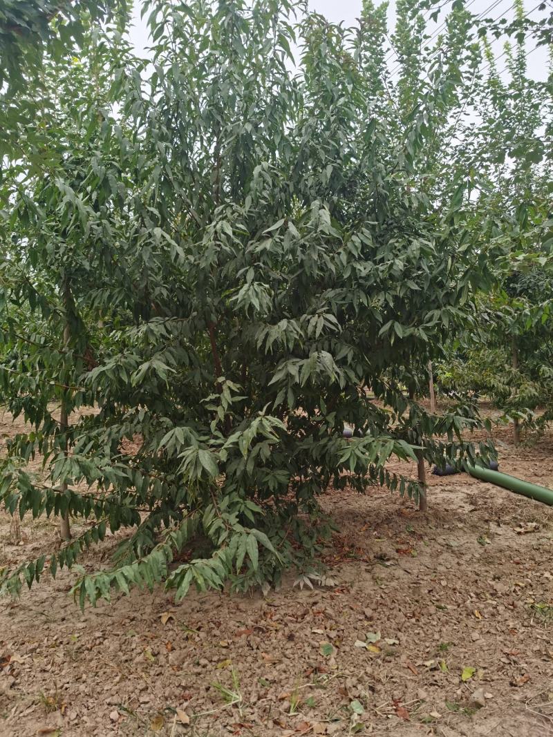 碧桃，红叶碧桃，菊花碧桃，龙珠碧桃，绿叶碧桃