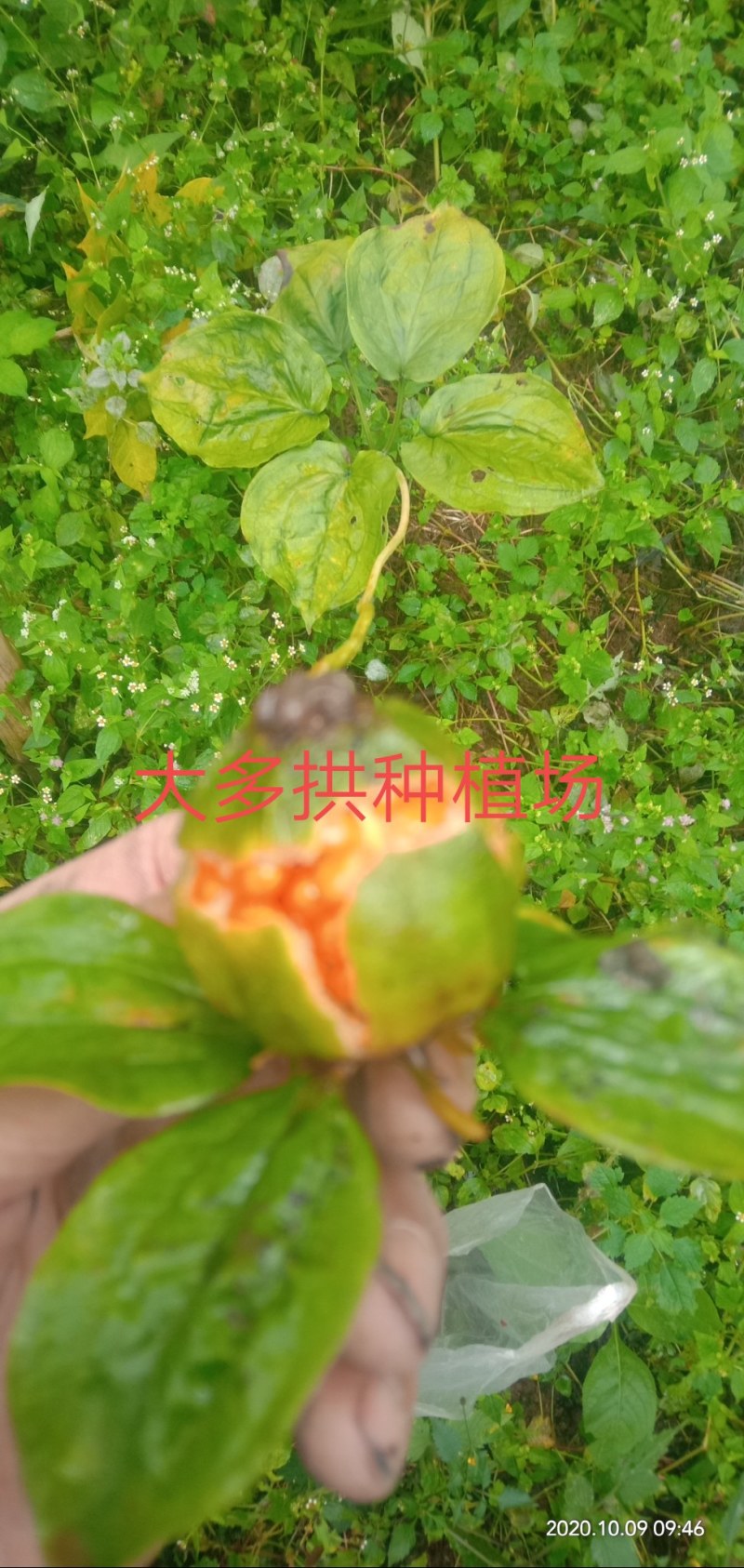 大青杆重楼种子，野生品种，