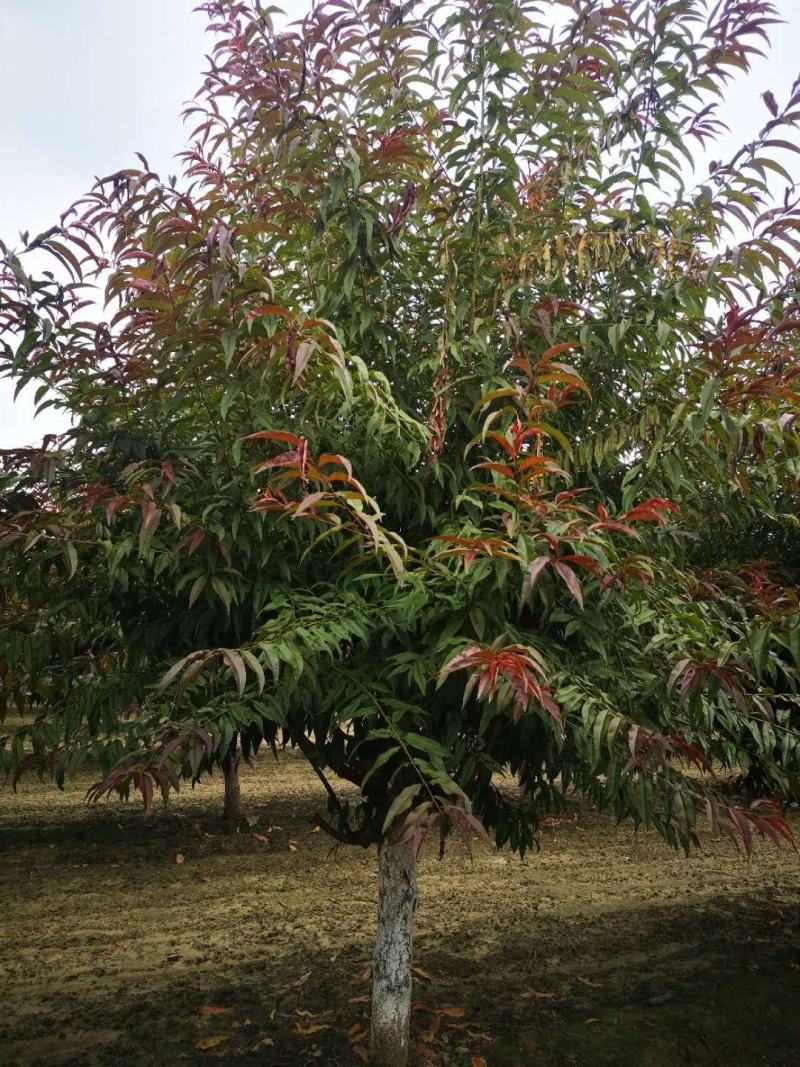 碧桃，红叶碧桃，菊花碧桃，龙珠碧桃，绿叶碧桃