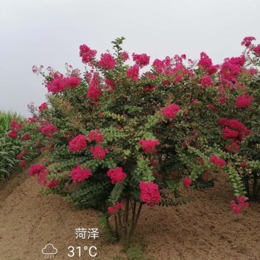 丛生紫薇，独杆紫薇，百日红，紫薇树，丛生百日红，单杆百日