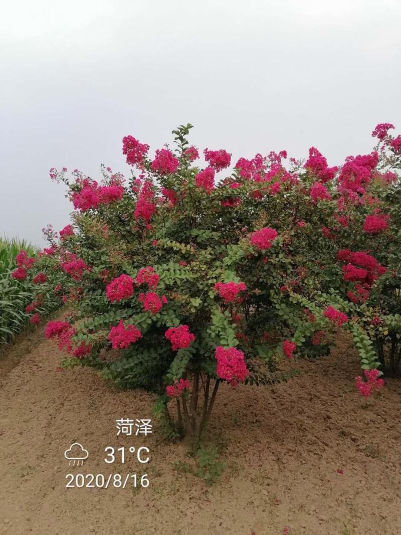 丛生紫薇，独杆紫薇，百日红，紫薇树，丛生百日红，单杆百日