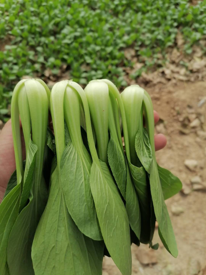 《诚信经营》山东上海青，油菜基地，全国代发寻求长期合作