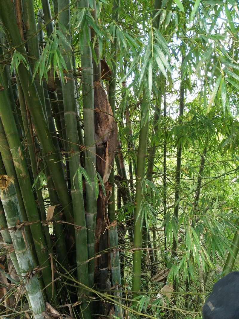竹子外皮，需要的老板这段时间要了