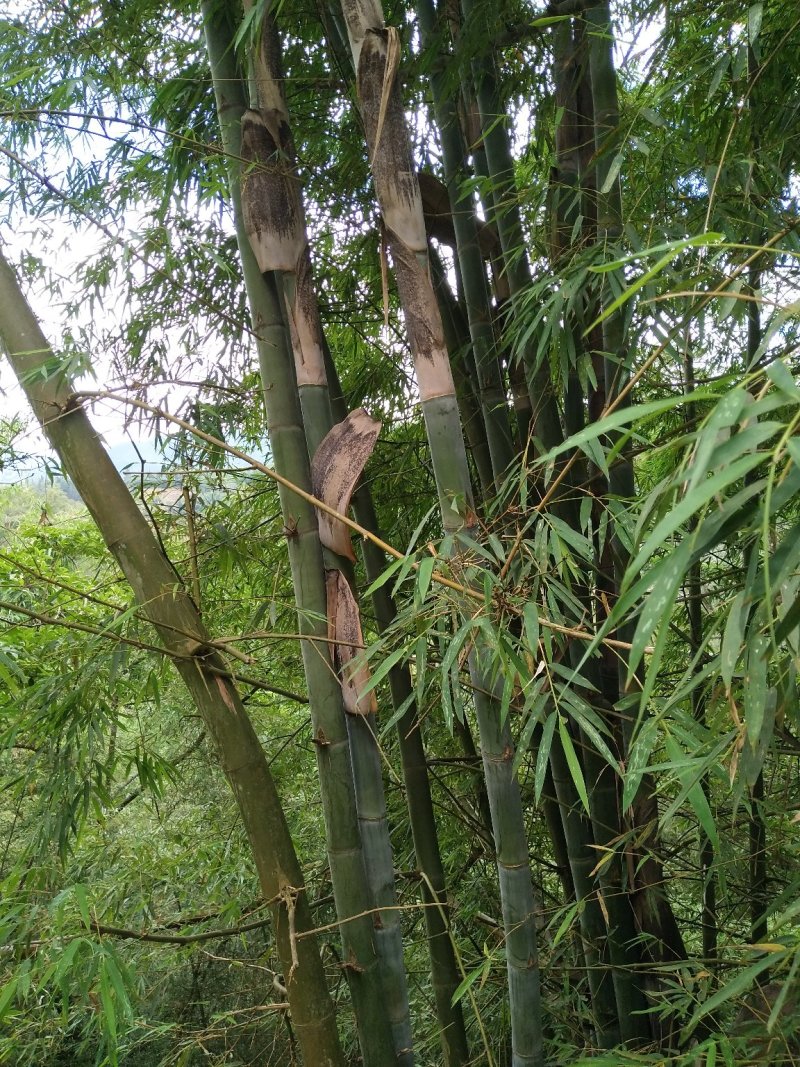 竹子外皮，需要的老板这段时间要了