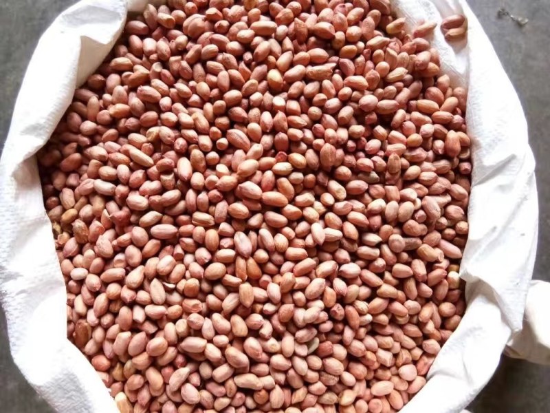 一级油料花生米印度进口出油率高价格优势大