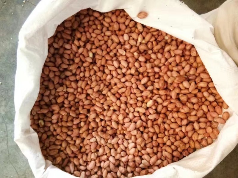 一级油料花生米印度进口出油率高价格优势大