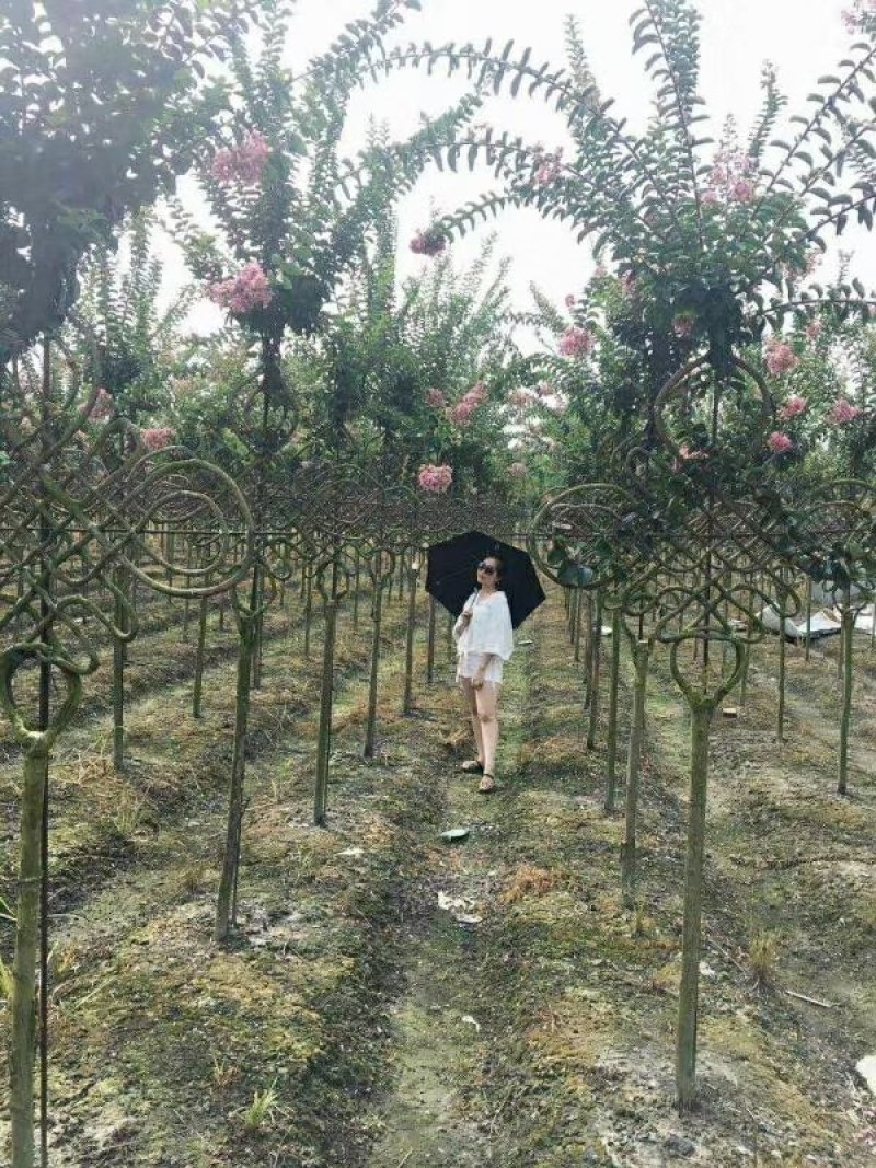 紫薇造型，紫薇中国结，川红紫薇造型供应，紫薇编织品