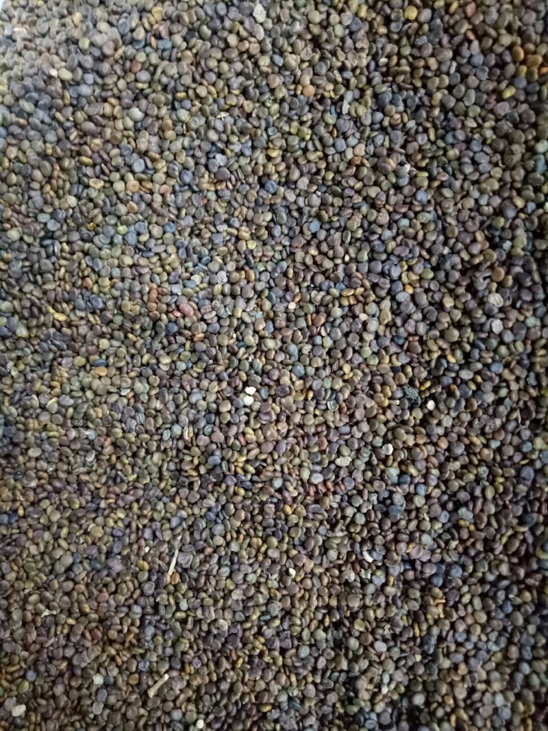 沙苑子！沙菀子中药材批发