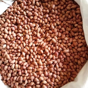油料花生米印度进口出油高价格优势大