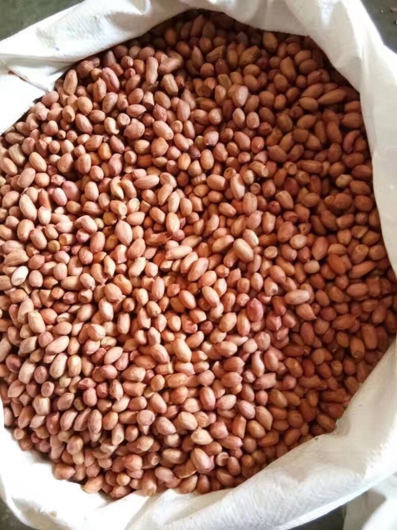 油料花生米印度进口出油高价格优势大