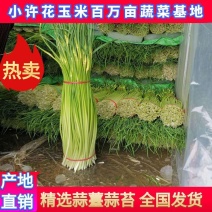 徐州精品白帽蒜苔，万亩基地，产地直发，货源充足，
