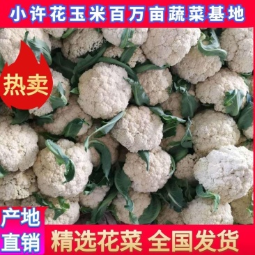 青梗白面有机花菜，松花菜，小米粒，产地直发，货源充足