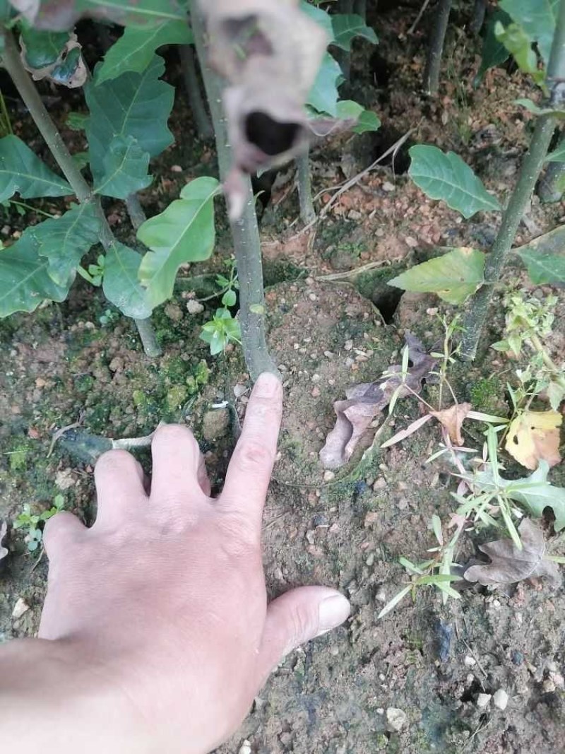 娜塔栎袋苗，彩叶树种！基地直供！欢迎来电！