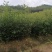 娜塔栎袋苗，彩叶树种！基地直供！欢迎来电！