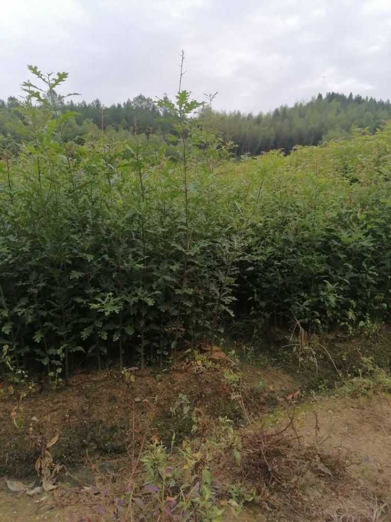 娜塔栎袋苗，彩叶树种！基地直供！欢迎来电！
