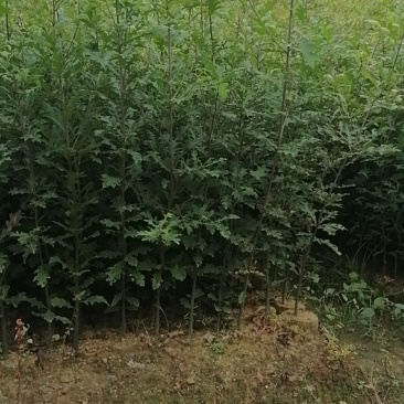 娜塔栎袋苗，彩叶树种！基地直供！欢迎来电！