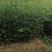 娜塔栎袋苗，彩叶树种！基地直供！欢迎来电！