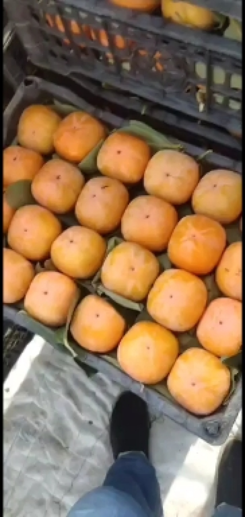 顺平特产甜心脆皮柿子
