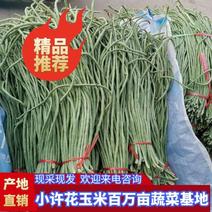 【精选货源】江苏徐州青条长豆角对接电商批发商商超市场欢迎来电