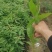 娜塔栎袋苗，彩叶树种！基地直供！欢迎来电！