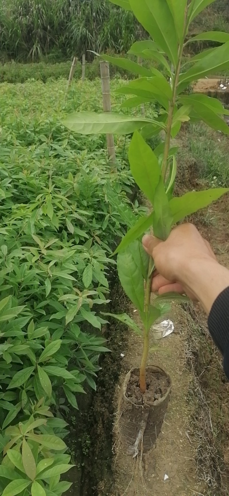 娜塔栎袋苗，彩叶树种！基地直供！欢迎来电！