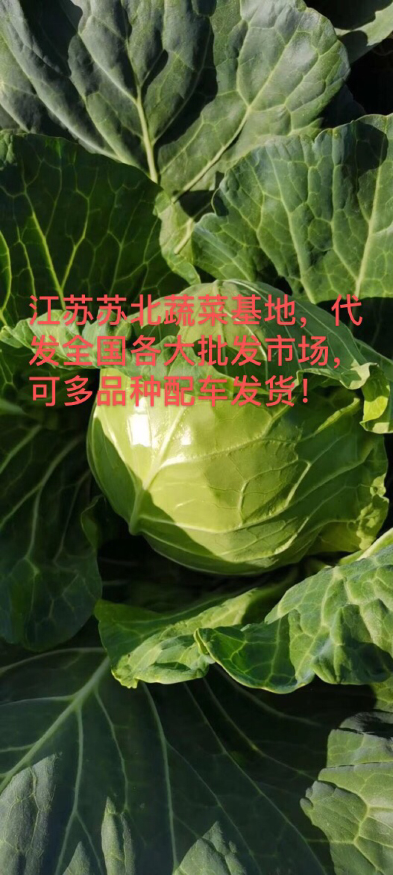 甘蓝包江苏农场种植基地漂亮的甘蓝