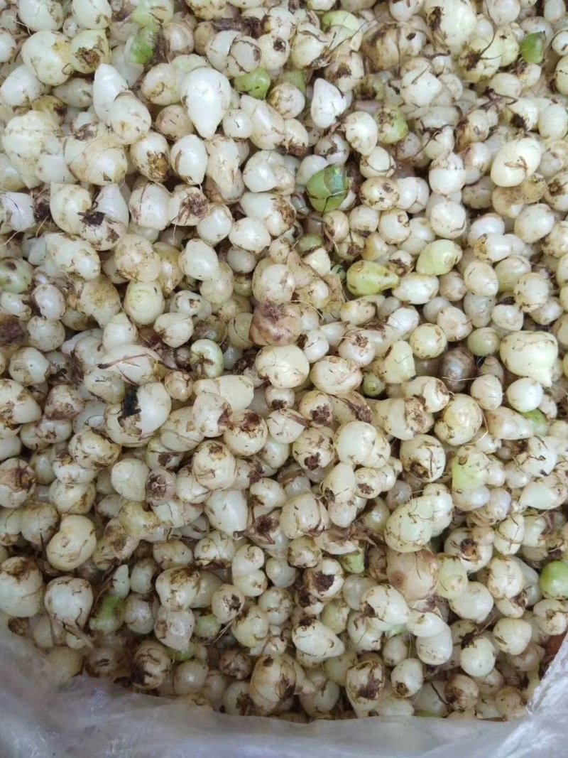 野生白及有需要的老板吗？