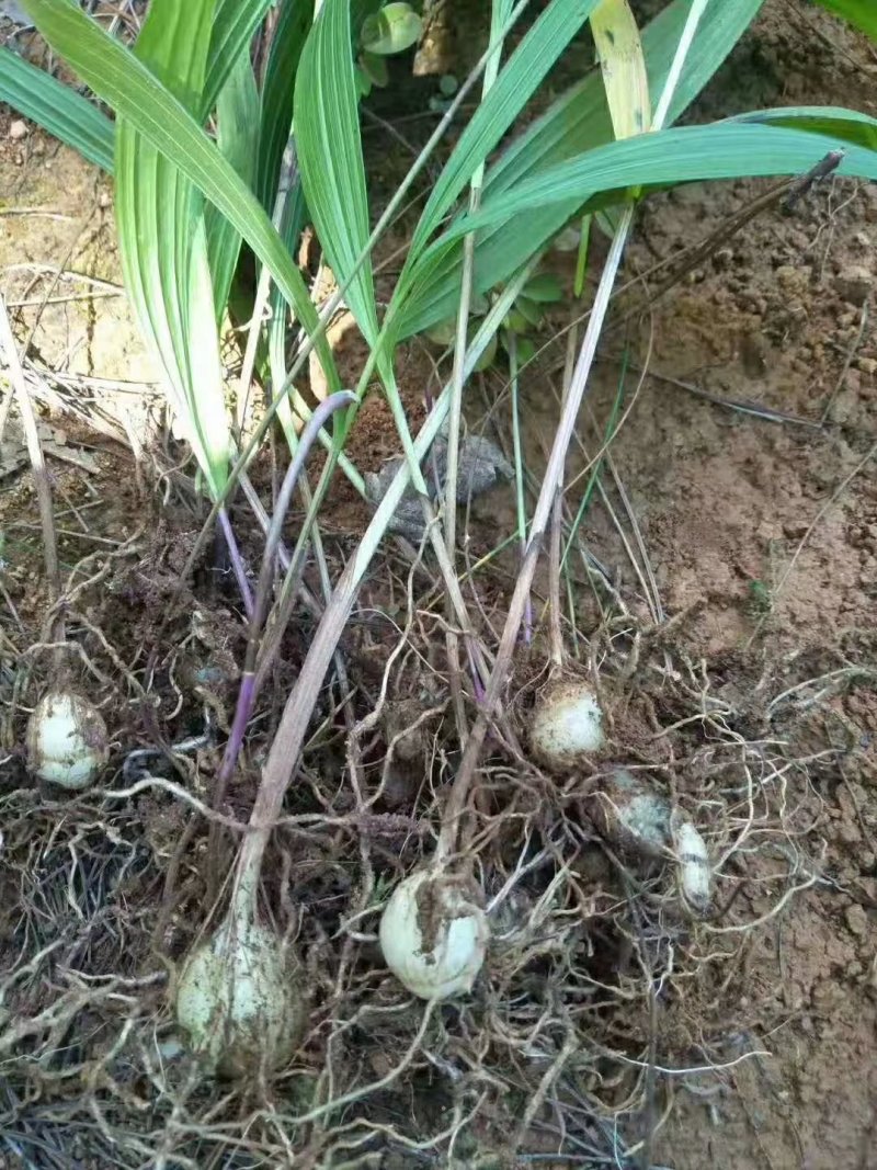 野生白及有需要的老板吗？