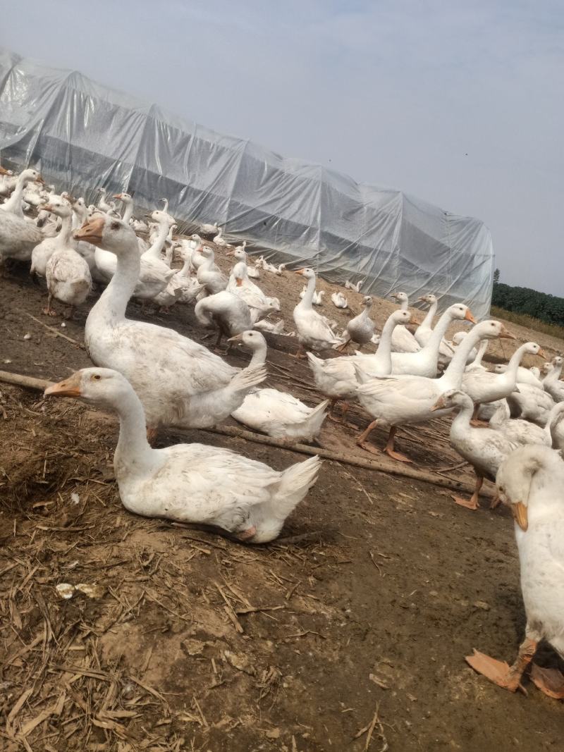 诚信经营自己的管理模式。诚信第一