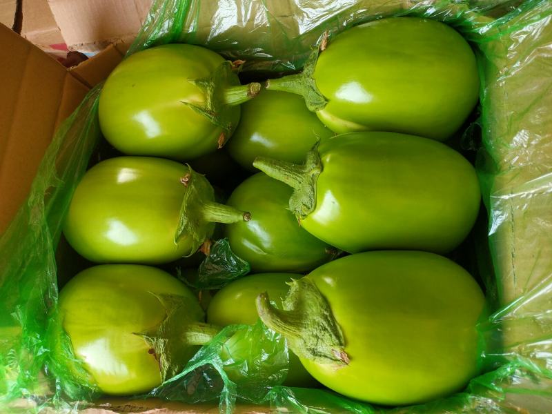 【牛商推荐】青茄子承接全国订单品质保证价优欢迎咨询