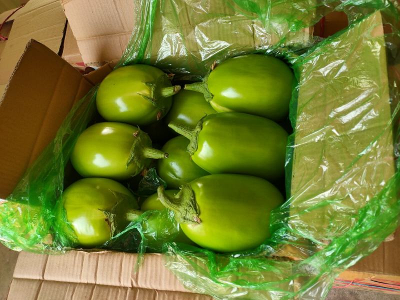 【牛商推荐】青茄子承接全国订单品质保证价优欢迎咨询