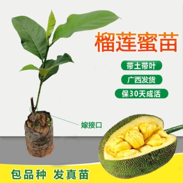 【包邮】榴莲蜜嫁接苗带杯发货成活率高品种正宗