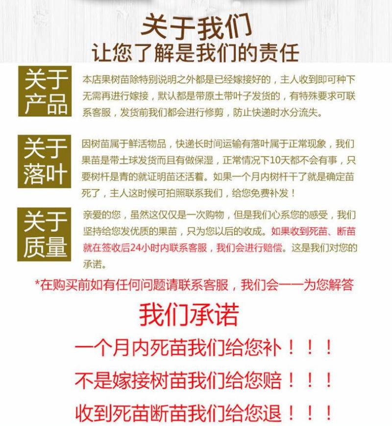 【包邮】榴莲蜜嫁接苗带杯发货成活率高品种正宗